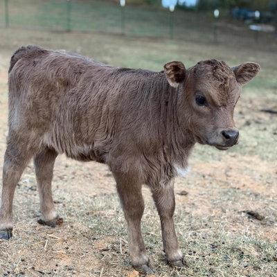 Sterling Pearl profile picture