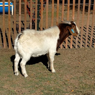 meat goats profile picture