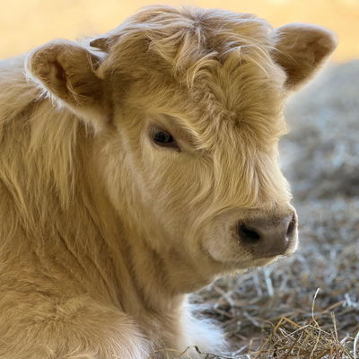 Mr. Steal your Girl profile picture