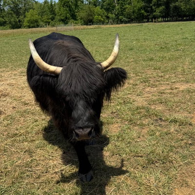 Gypsy profile picture