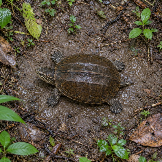 scorpion mud turtle