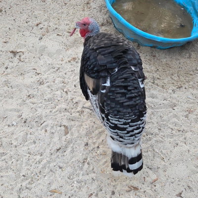 Hank profile picture