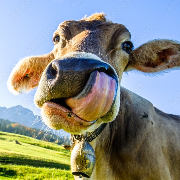 Moow