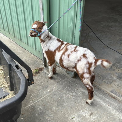 APEA Colby Jaqueline profile picture
