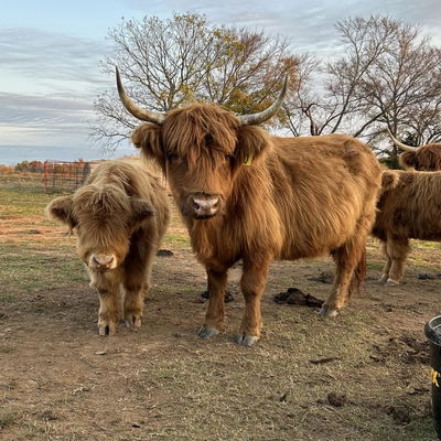 Jeffrey Brown profile picture