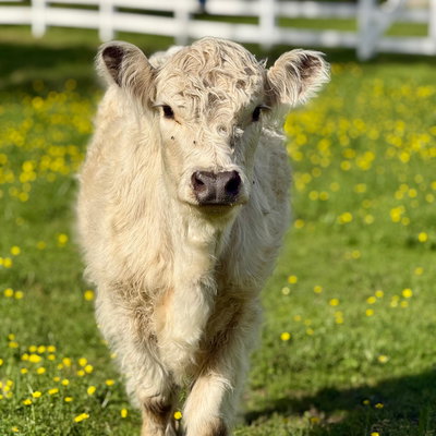 Feyre profile picture
