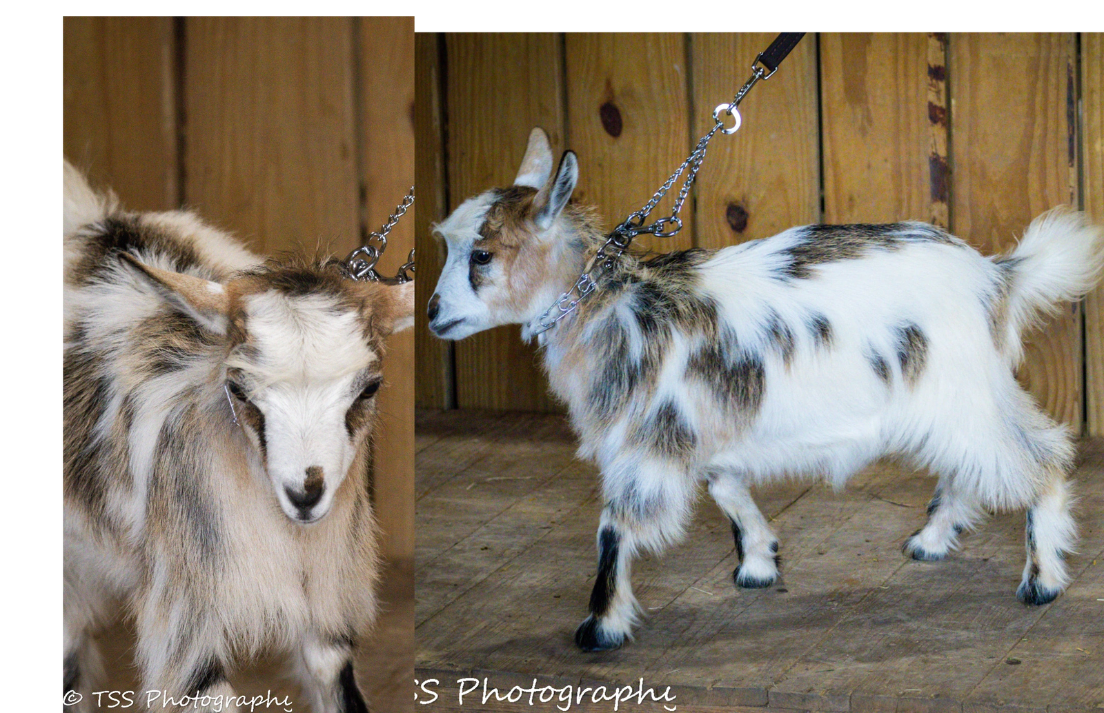 Randolph's Sienna x Rose Quartz Amadeus Doe 2