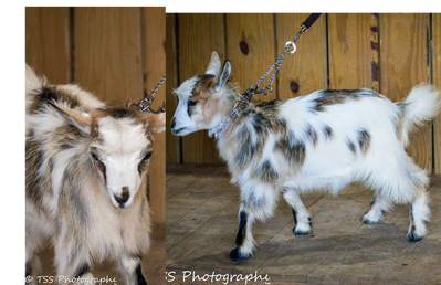 Randolph's Sienna x Rose Quartz Amadeus Doe 2 profile picture