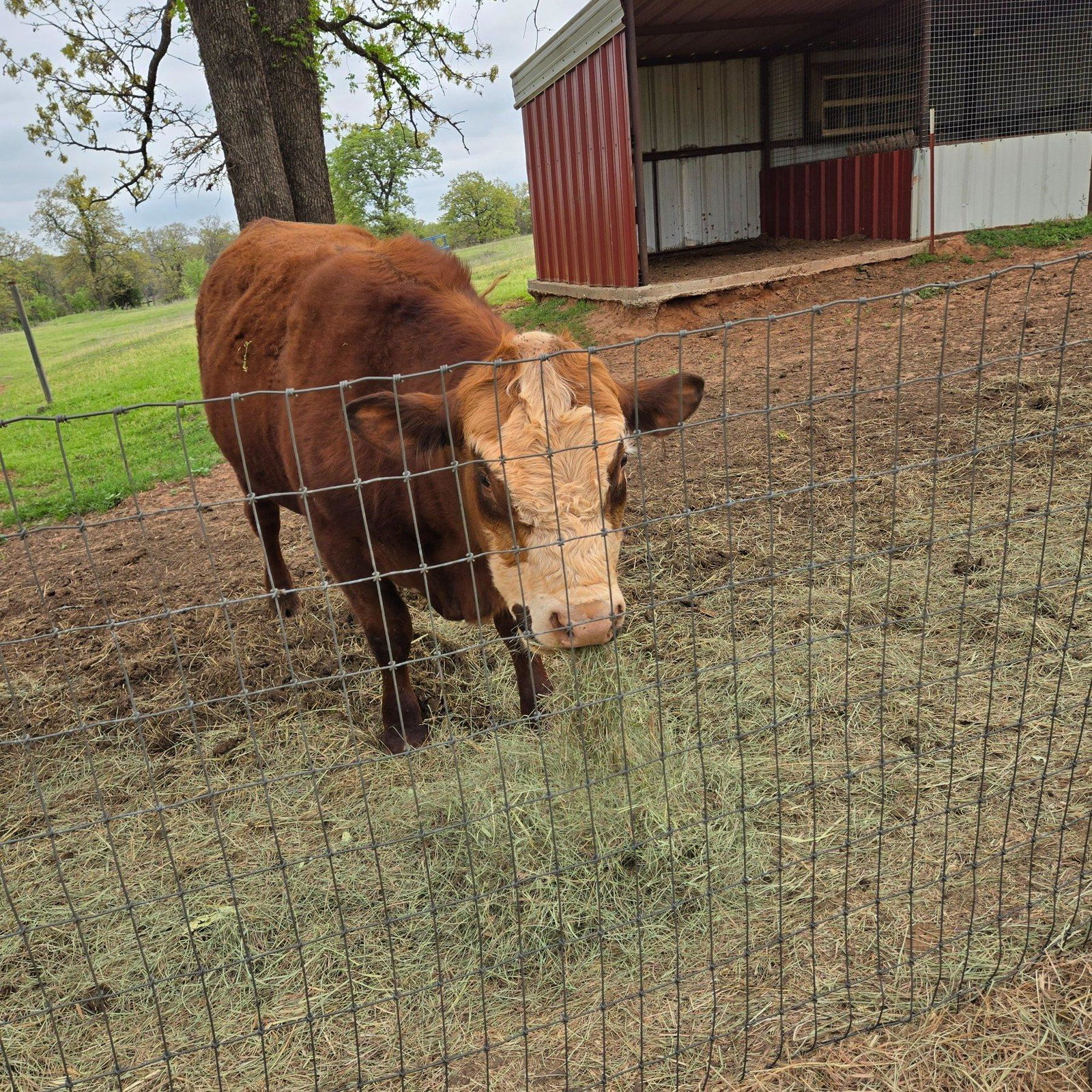 Bullwinkle
