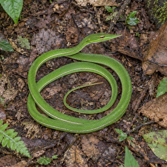Gunther's whip snake