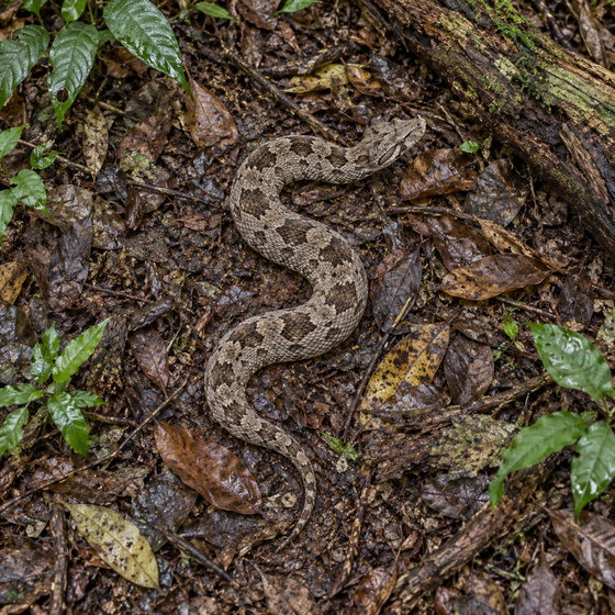 Pacific tree boa