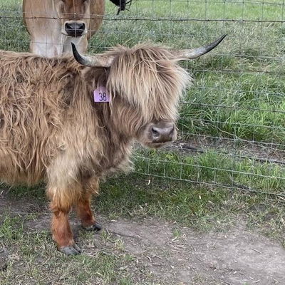 A Peculiar Farm Gabriella profile picture