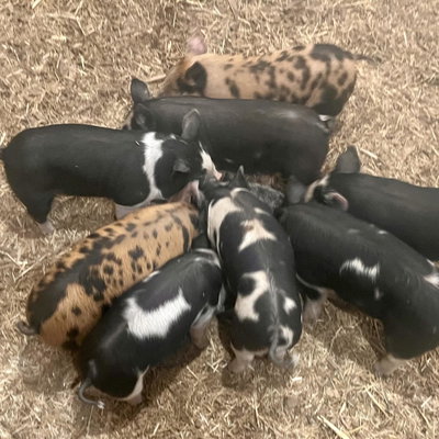 Socks' Piglets profile picture
