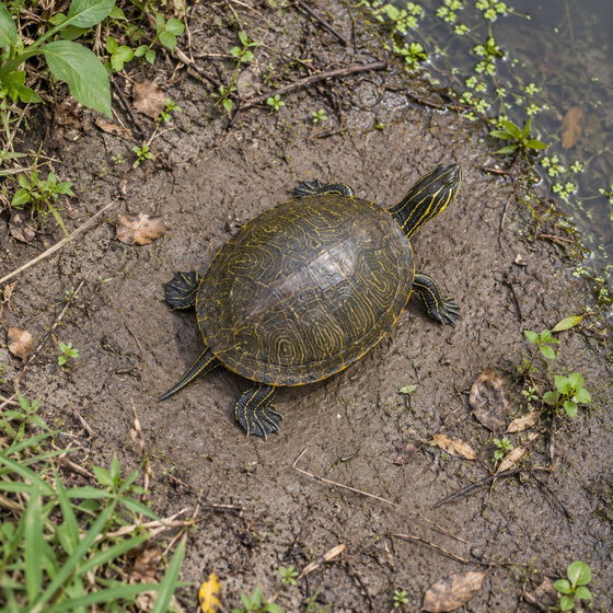 peninsula cooter
