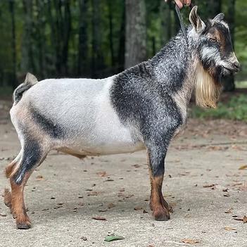 Violet's Acre Fox Hunter *B