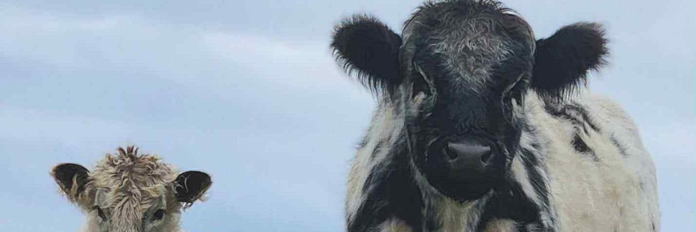 Kya profile cover image