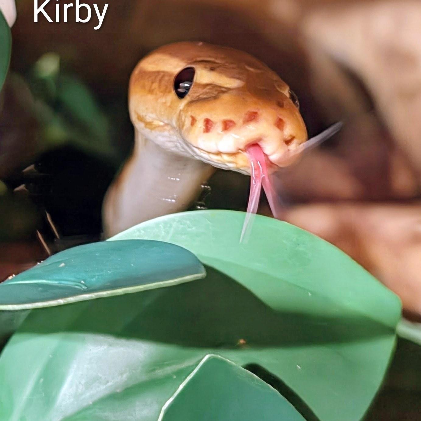 Kirby