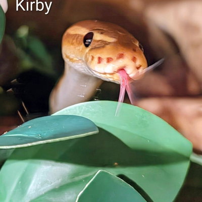 Kirby profile picture