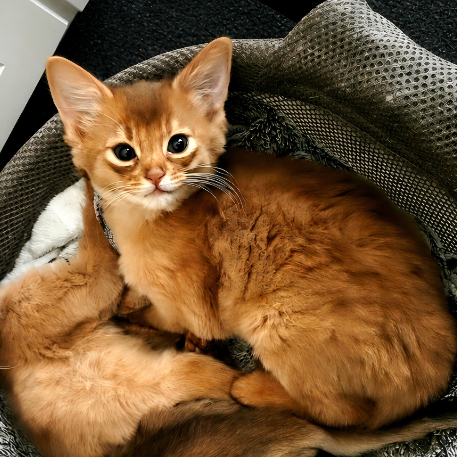 Somali Kitten