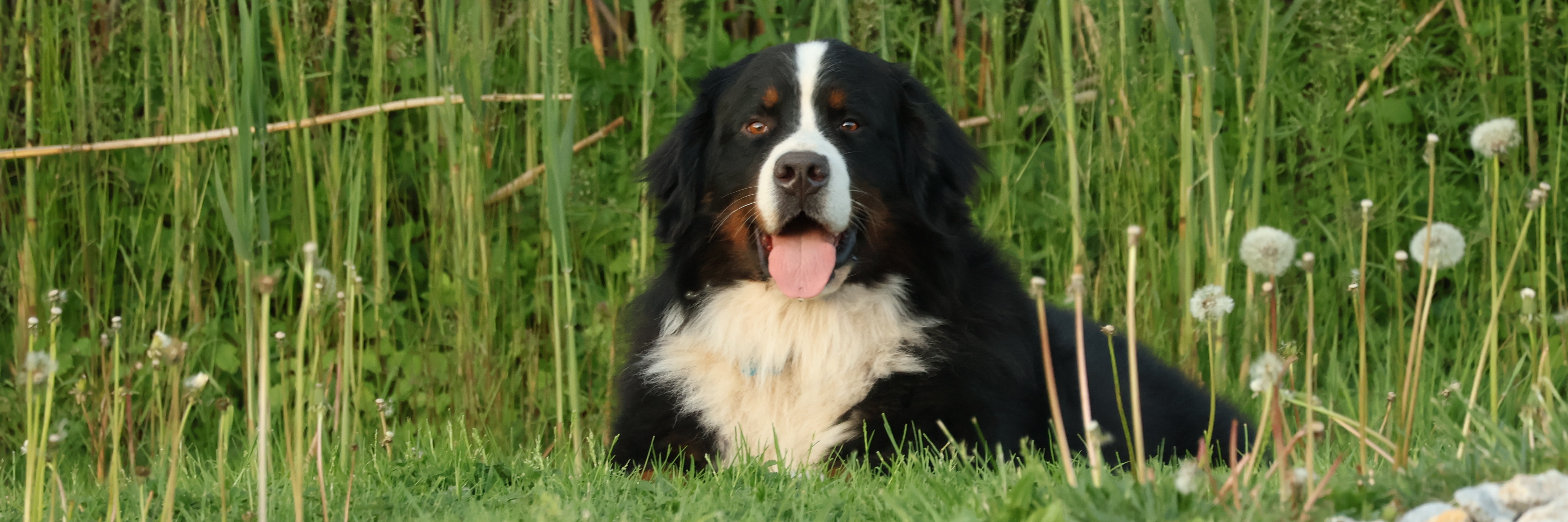 Watson profile cover image
