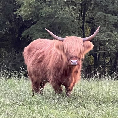 RBH Maple profile picture