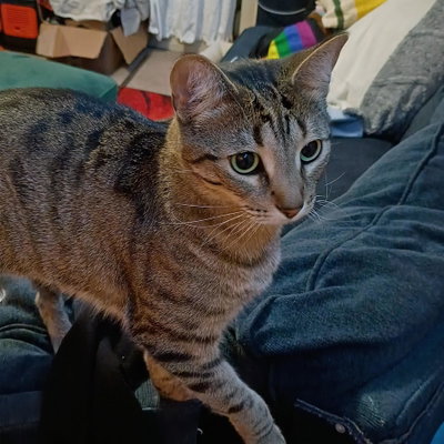 Delilah Longtail profile picture