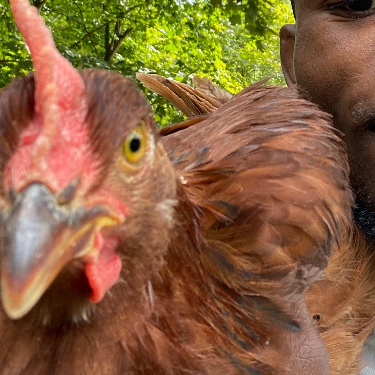 Chicken Flock