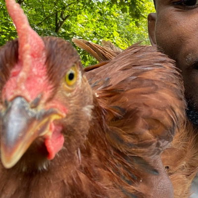 Chicken Flock profile picture