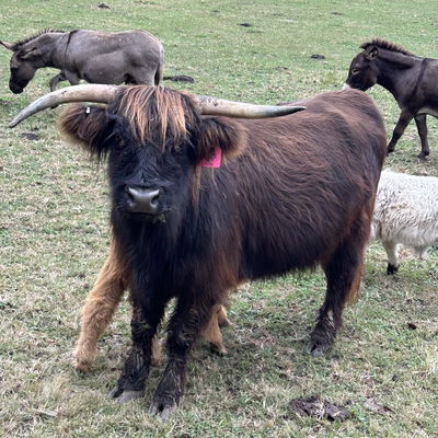 A Peculiar Farm Pepsi profile picture