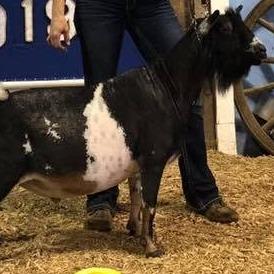 GCH Fairland Farm HP Lido Shuffle +B profile picture