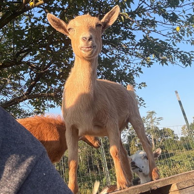 PilotView Farms The Pied Piper profile picture