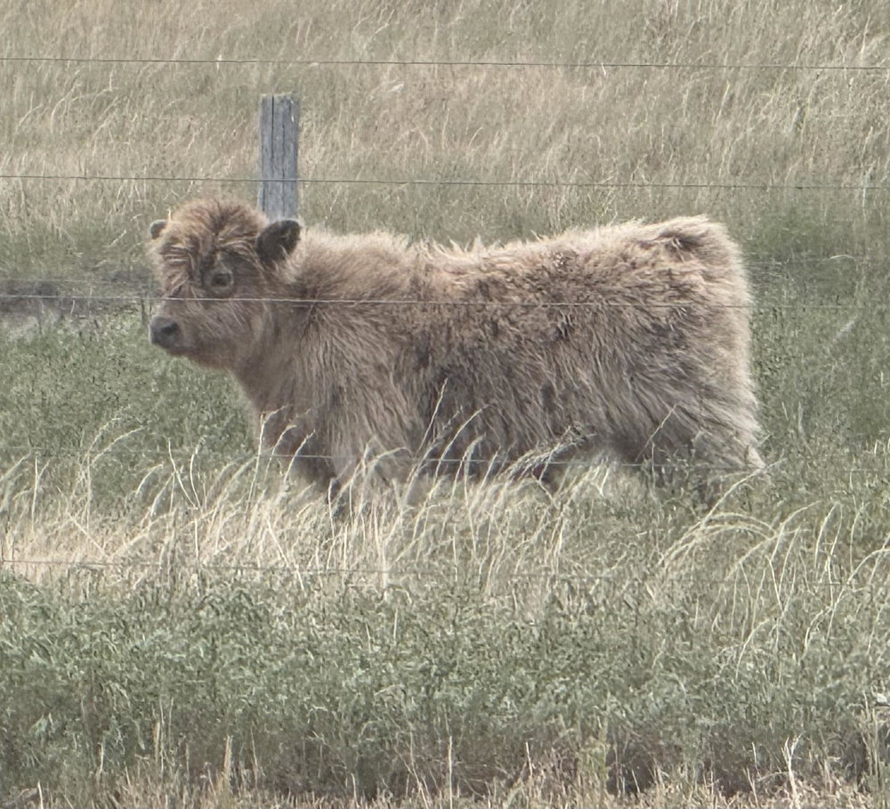 Dun bull calf, photo 7