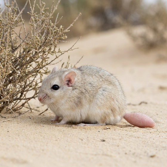 fat-tailed gerbil