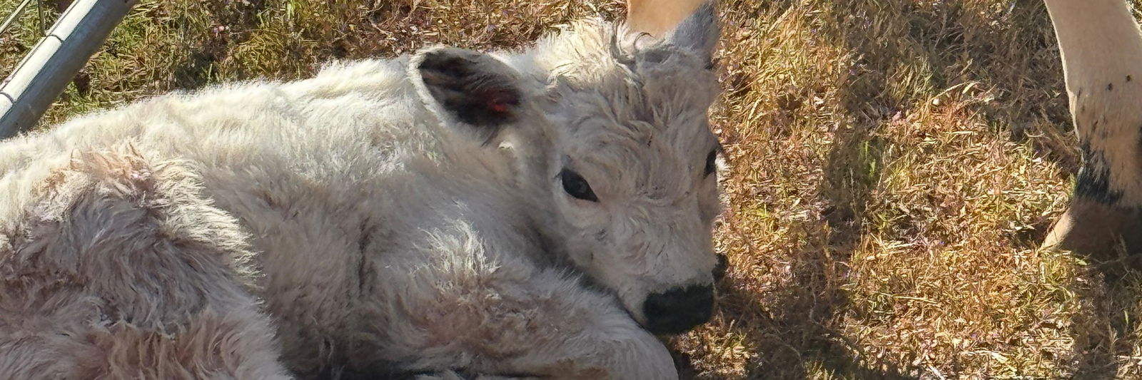 Nova’s calf profile cover image