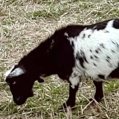 Wispy Willows Razzle Dazzle AR 2*M/2*D profile picture