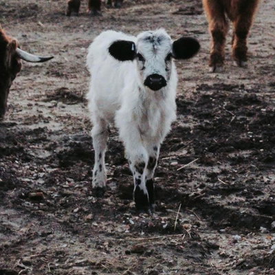 Howdy profile picture