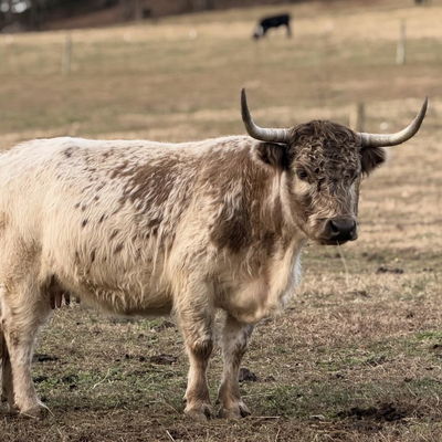 Wilma profile picture