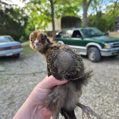 Chicky 24 profile picture