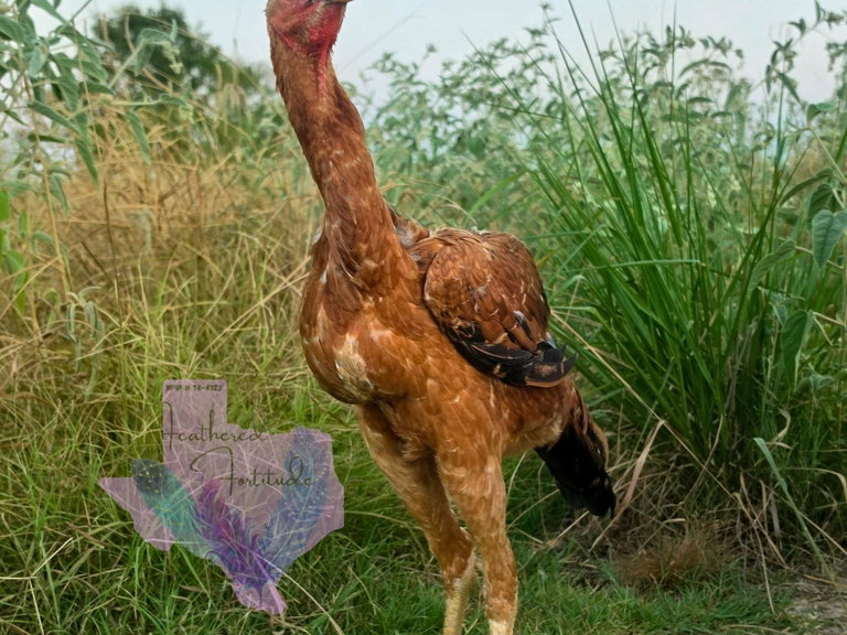 Red Pullet