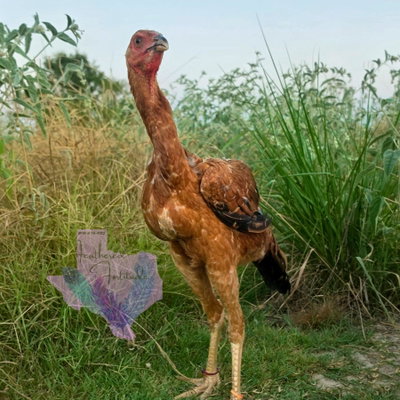 Red Pullet profile picture