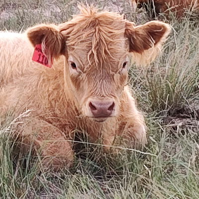 Frontiera's Nocciolo profile picture