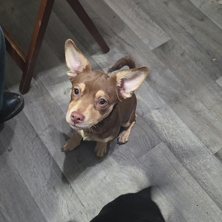 Capone