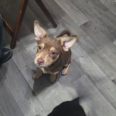 Capone profile picture