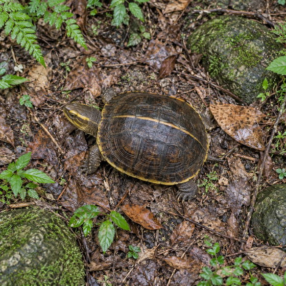 yellow-margined box turtle