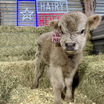Laramie profile picture