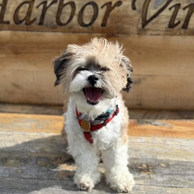 Alfred profile picture