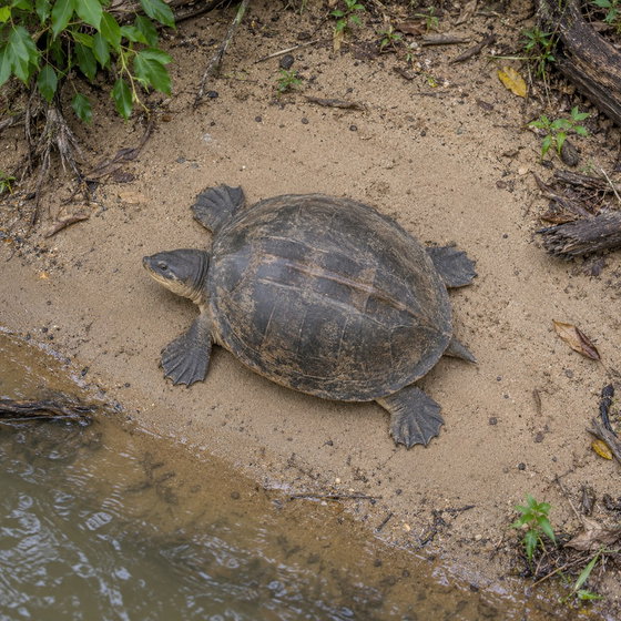 southern river terrapin