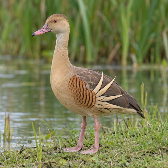 plumed whistling duck
