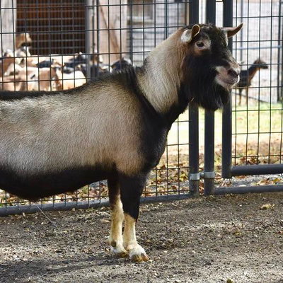 SG Old Mountain Farm Bold Elk ++*B profile picture