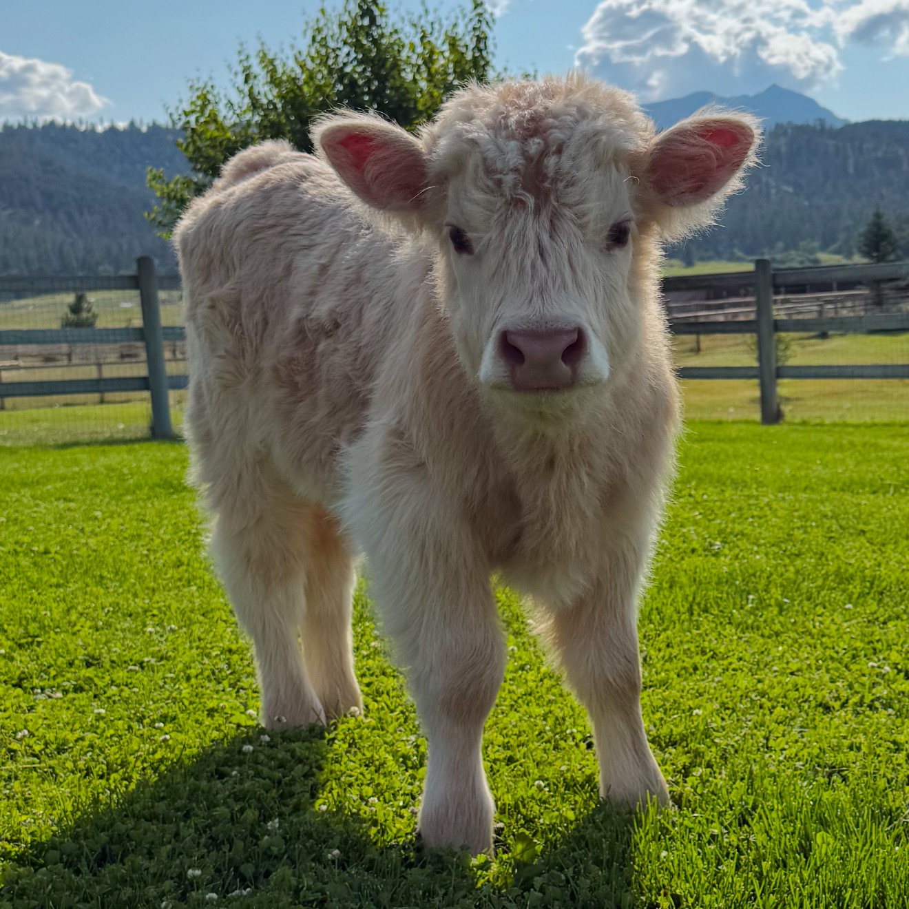 Yukon profile picture
